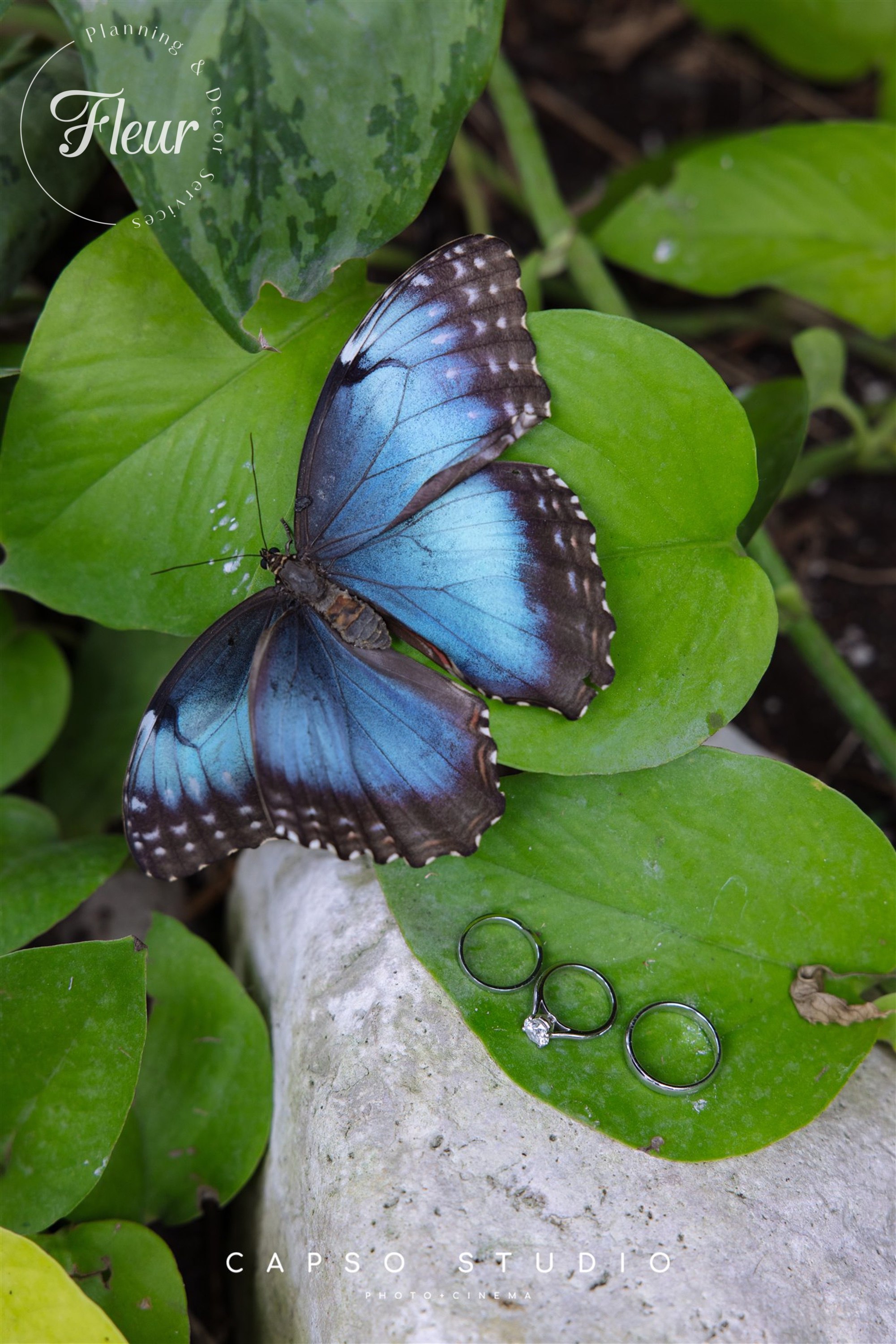 fleurweddings_cambridgebutterflyconservatory_wendyjeff13